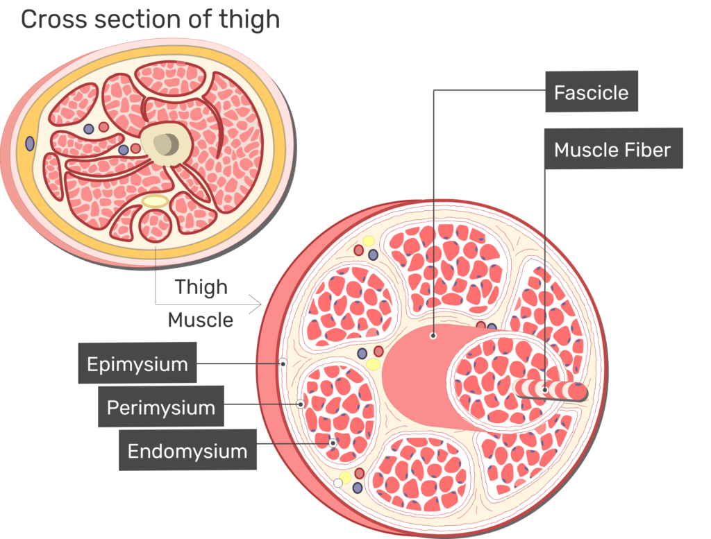 <ul><li><p>fibrous connective tissue surrounding fascicles (groups of muscle gibers) </p></li><li><p>skeletal muscle sheath </p></li></ul><p></p>