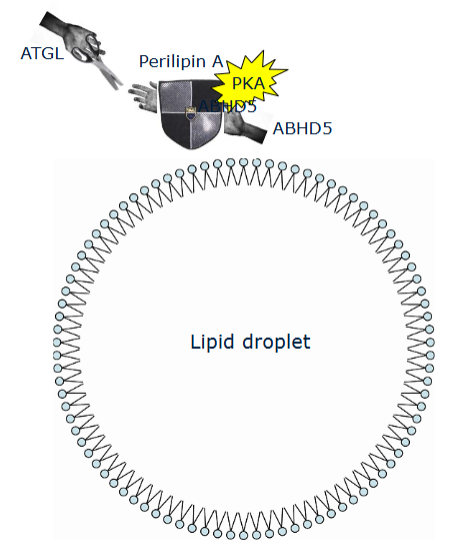 <p>How is lipolysis regulated at the molecular level?</p>