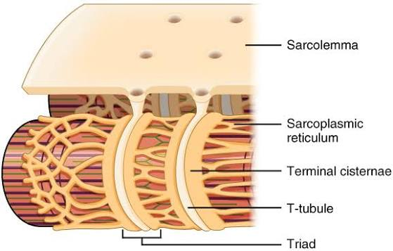 <p>Terminal cisternae</p>