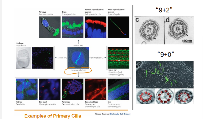 <p><span style="background-color: transparent;"><strong>Cilia Are Found on Almost Every Cell in the Human Body</strong></span></p>