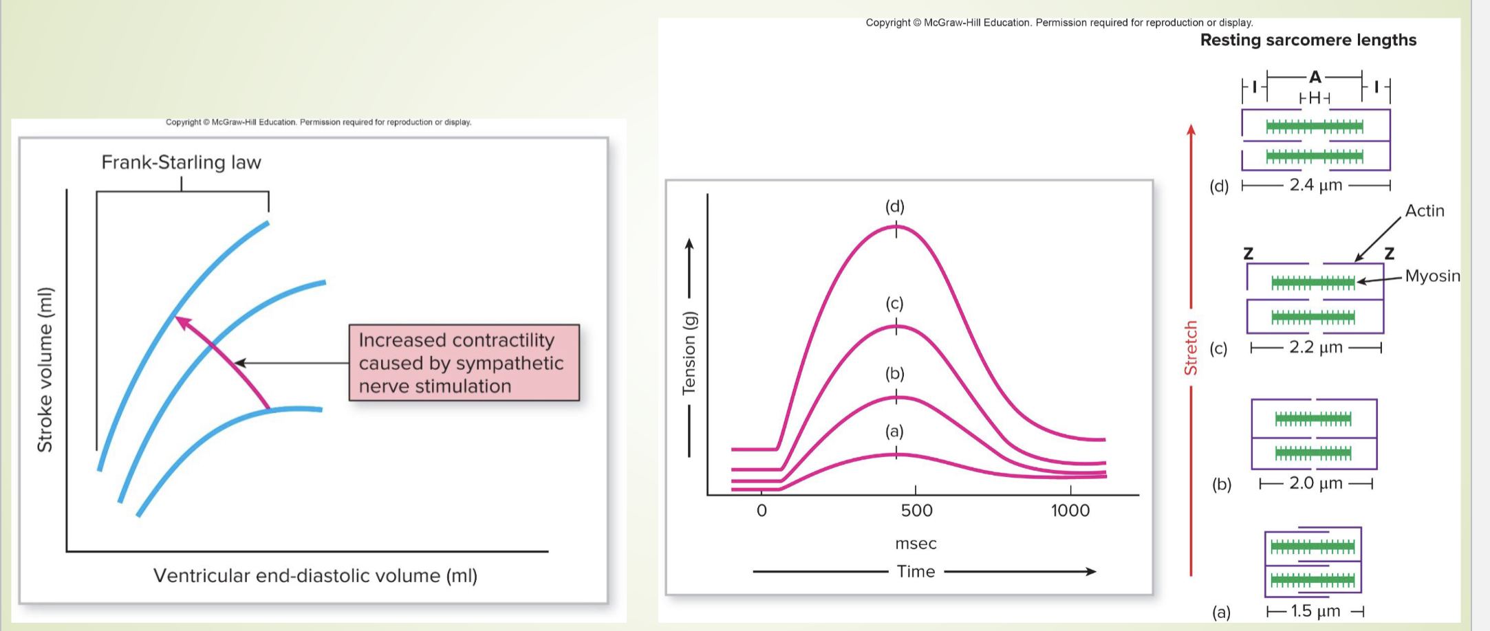 <p>The Frank-Starling Law of the Heart states that the strength of the heart's contraction is directly related to the initial length of the cardiac muscle fibers. This means that an increase in the volume of blood filling the heart (preload or EDV) leads to a stronger contraction and greater stroke volume. (see image for direct visualization). Increased contractility also increased SV </p>