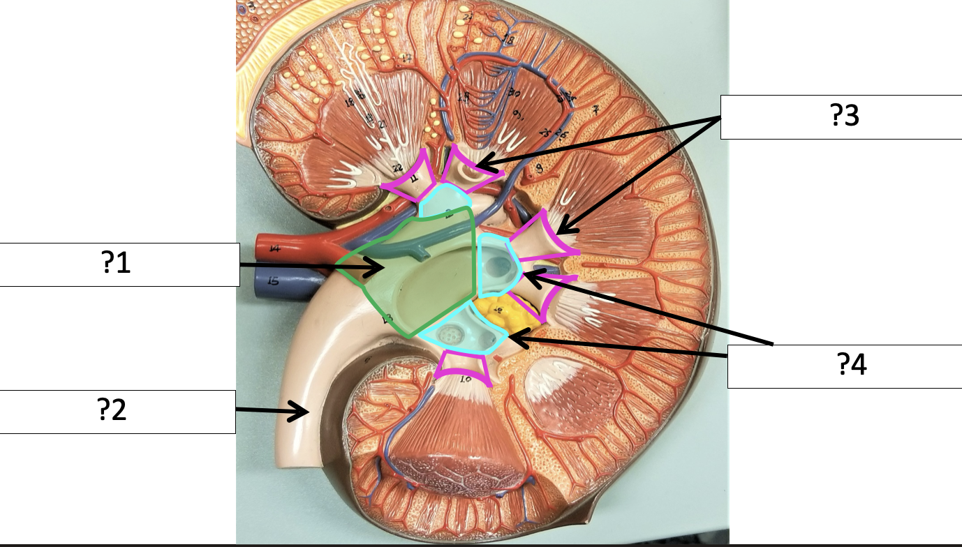 <p>2 Name the structure?</p>