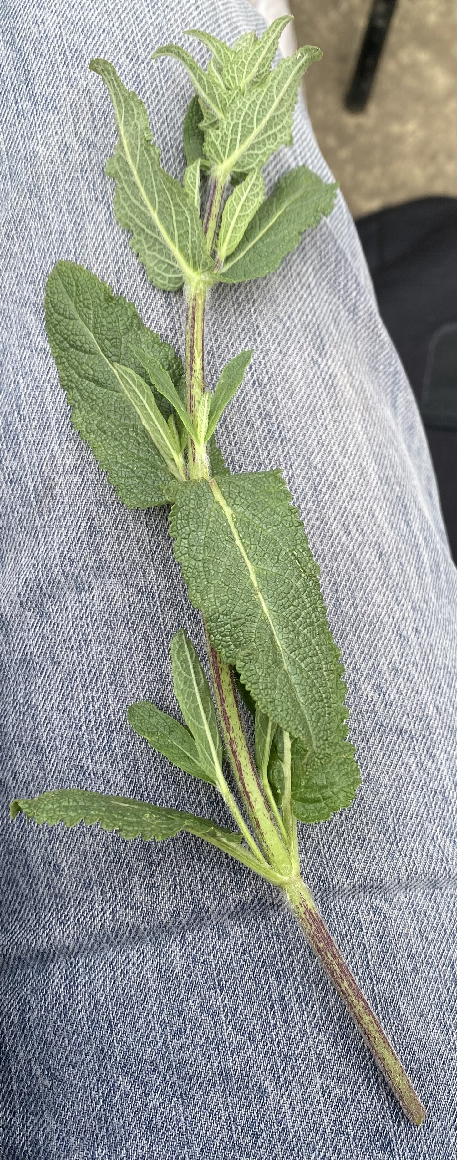 <p><em>Salvia</em> <em>nemorosa </em>'Caradonna': deciduous, evergreen or what?</p>