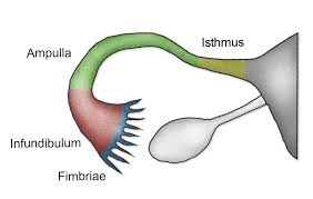 <p>Infundibulum</p>