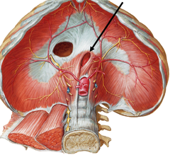 <p>provides passageway for esophagus and vagus nerve</p>