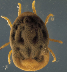 <p>Otobius megnini</p>