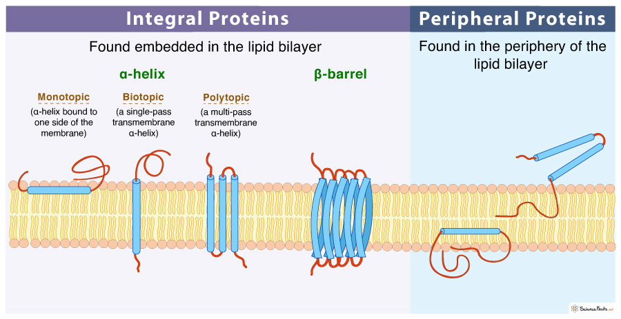 <p>Peripheral membrane proteins</p>