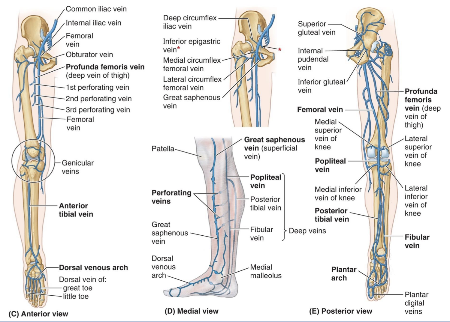 <p>Basically, all of the named arteries but veins</p><ul><li><p>femoral v.</p></li><li><p>deep femoral v.</p></li><li><p>medial/lateral circumflex v.</p></li><li><p>anterior tibial v. </p></li><li><p>dorsal venous arch </p></li><li><p>popliteal v. </p></li><li><p>fibular v </p></li><li><p>plantar arch </p></li><li><p>posterior tibial v. </p></li><li><p>common iliac v. </p></li><li><p>internal iliac v </p></li><li><p>external iliac v </p></li><li><p>obturator v.</p></li><li><p>genicular v. </p></li><li><p>medial and lateral circumflex v. </p></li><li><p>superior and inferior gluteal v </p></li></ul><p></p>