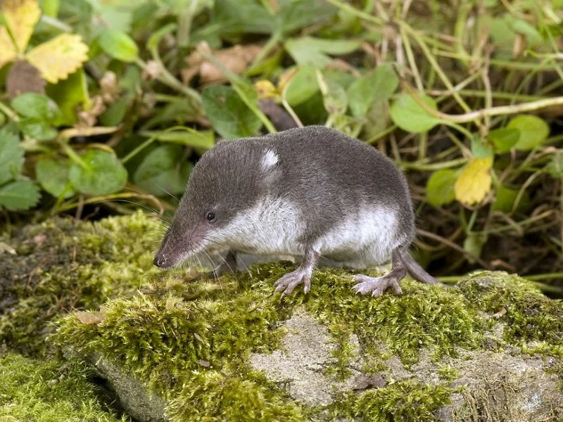 <p><span>Black fur on top,&nbsp;silver/grey&nbsp;fur underneath. Larger than other species.&nbsp;Long pointed snout with small ears and tiny eyes.&nbsp;On closer&nbsp;inspection, has&nbsp;fringe of stiff silver hairs on&nbsp;underside of tail.</span></p>