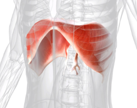 <p>muscle below the lunges</p>