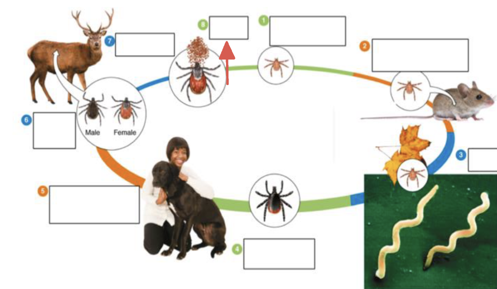 <p>tick vector stage?</p>
