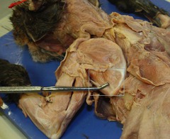 <p>muscle that serves to laterally rotate the humerus</p>