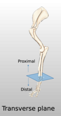 <p>Is the same transverse plane we learned, but imagine it like the dog has it's arms stretched out lying down splitting the forelimb in proximal and distal portions</p>
