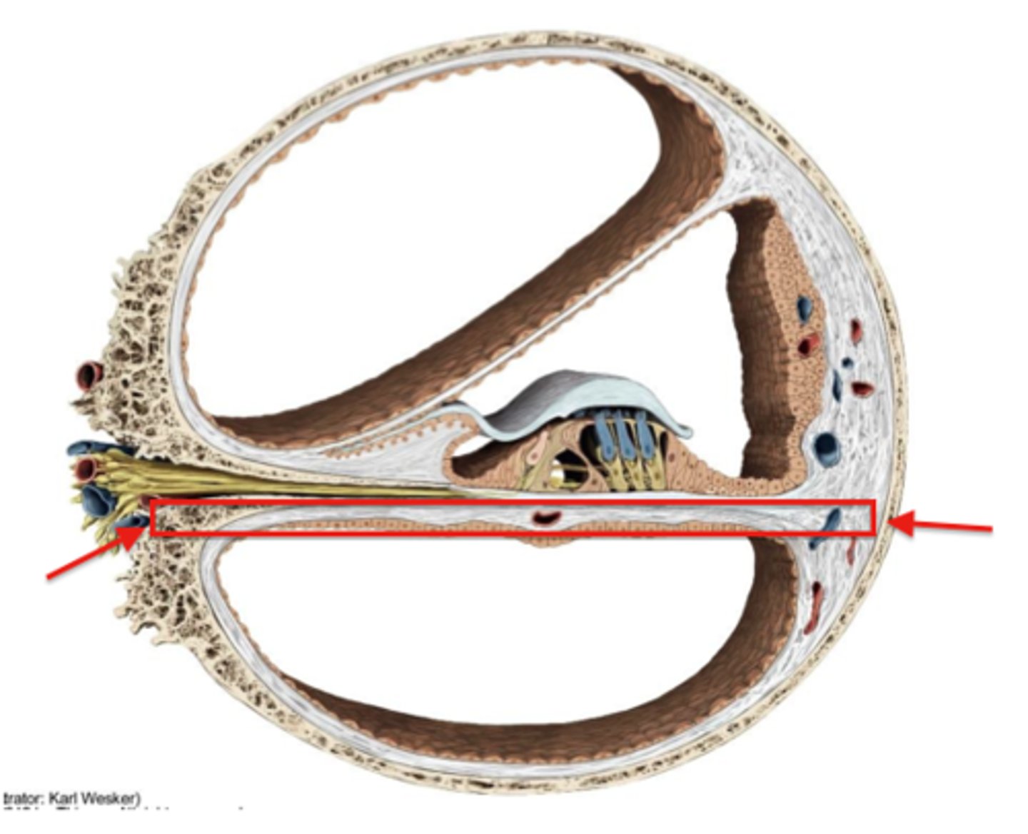 <p>separates the scala tympani from the scala media.</p><p>is attached to the spiral lamina and spiral ligament</p>