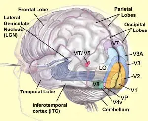 <ul><li><p><span>The occipital lobe is devoted almost entirely to visual processing</span></p></li><li><p><span>It contains a hierarchy of visual areas:</span></p><ul><li><p><span>V1 – primary visual cortex</span></p></li><li><p><span>V2 – secondary visual cortex</span></p></li><li><p><span>V3 – visual association cortex</span></p></li></ul></li></ul><p></p>