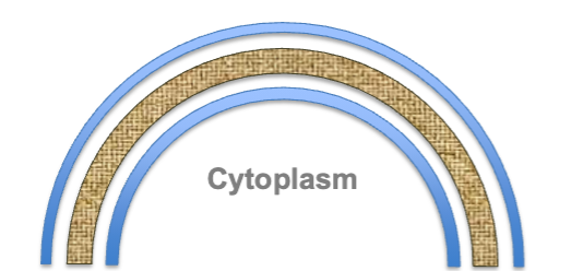 <p>What membrane?</p>