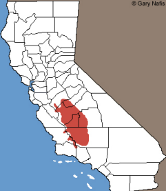 <p>Which Crotaphytidae species?</p>