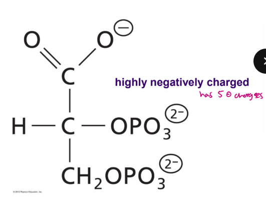 <p>BPG is essential in stabilization of the T state of Hb</p><ul><li><p>negative heteroallosteric effector (inhibitor) of oxygen binding </p></li><li><p>has 5 negative charges</p></li></ul><p></p>