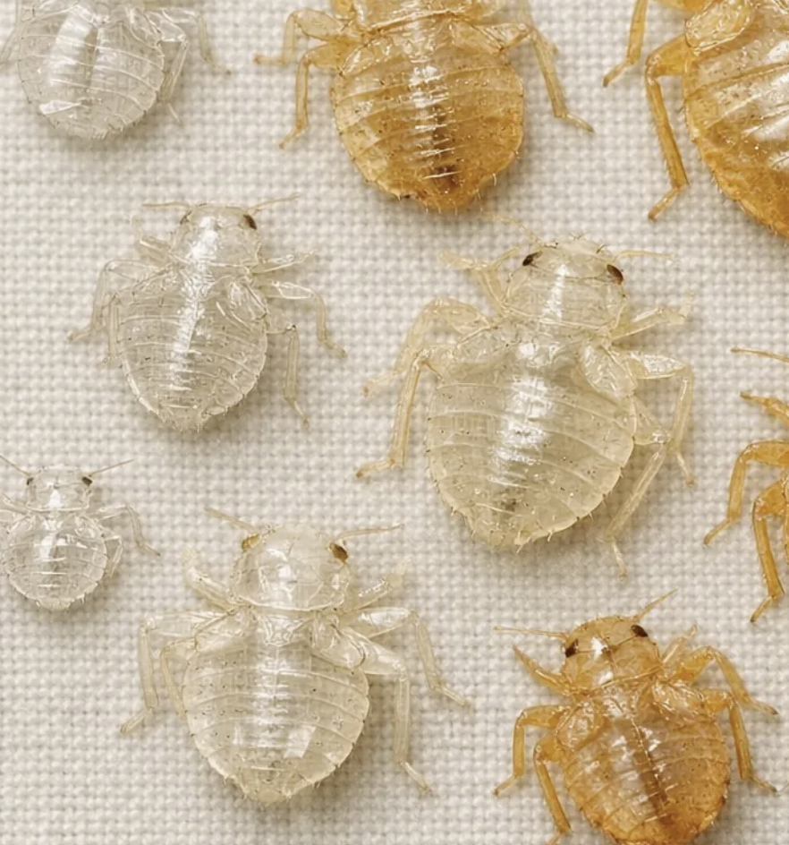 <p><strong>Shed nymphal skins left after moulting</strong></p><p>They indicate <strong>bed bug development/activity</strong>.</p>