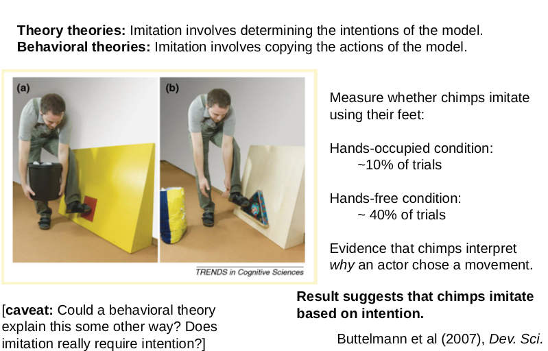 <p>Chimps imitate based on intention</p>