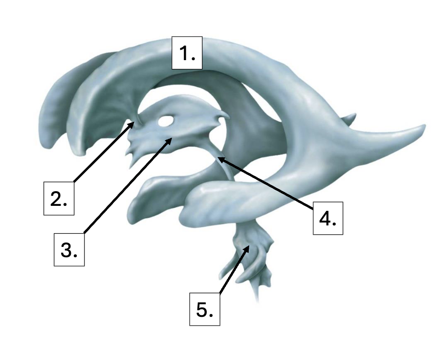 <p>list the flow of CSF</p><p>1</p><p>2</p><p>3</p><p>4</p><p>5</p><p>6 (not shown)</p><p></p>