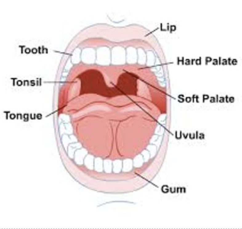 <p>Air can also enter through mouth:</p><ul><li><p>Not filtered as effectively</p></li><li><p>Not warmed as efficiently</p></li><li><p>Not moistened as well</p></li></ul><p></p>