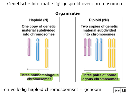<p>een volledig haploïd chromosoomset</p>