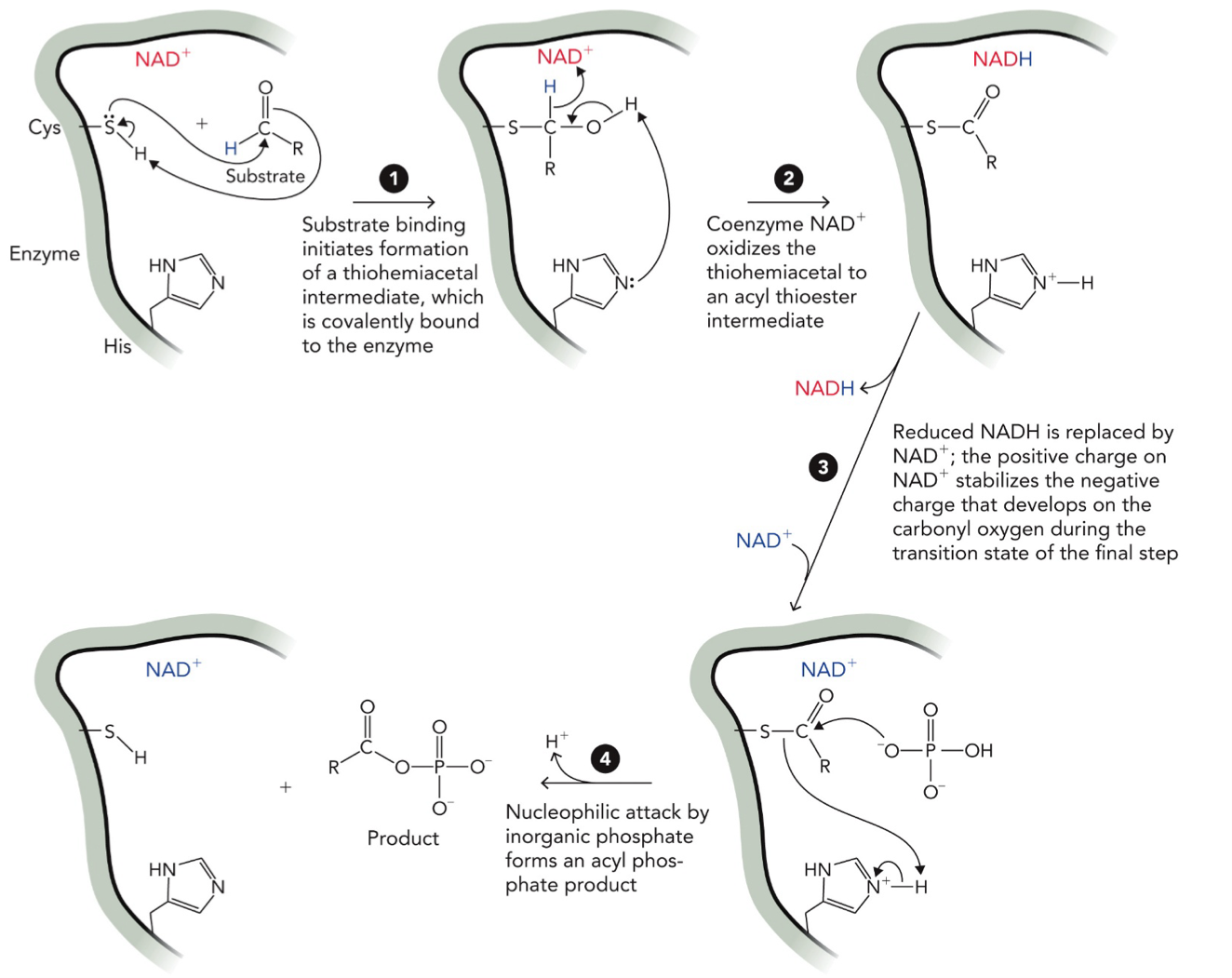 <p>Covalent cataysis</p><p>Enzyme reactive amino acid (like Ser, Cys) attack the substrate and temporarily bonds to the substrate, forming a temporary covalent bond. This creates an intermediate (multiple steps) where now the bonds breaks and substrate is able to form new bonds → product</p><p>Formation of 1,3-biphosphoglycerate from glyceraldehyde-3-phosphate by the glycolytic enzyme glyceraldehyde-3-phosphate dehydrogenase</p><p>STEP 1: Covalent bond formation (thiohemiacetal)</p><p>Cys loses its H → becomes S<sup>-</sup> (nucleophile), that H is transferred to the substrate oxygen (O → OH). Cys-S<sup>-</sup> attacks the carbon of the substrate to form thiohemiacetal intermediate (enzyme covalently attached)</p><p>STEP 2: Proton rearrangement (His involved)</p><p>His removes a proton (H) from the intermediate to stabilize structure and prepare for oxidation (loss of H)</p><p>STEP 3: Oxidation by NAD<sup>+</sup></p><p>NAD<sup>+</sup> takes hydride (H<sup>-</sup>) from the intermediate. NAD<sup>+</sup> → NADH, intermediate becomes acyl thioester (S-C=O)</p><p>STEP 4: NADH leaves, NAD<sup>+</sup> returns</p><p>NADH leaves the enzyme, new NAD<sup>+ </sup>binds</p><p>STEP 5: Phosphate attack (Pi)</p><p>Nucleophilic Inorganic phosphate (Pi) attacks the carbonyl carbon and H of Pi is removed by His, Cys breaks bond between enzyme (Cys) and substrate by taking H from His and forming (S-H). This forms 1,3-biphosphoglycerate (product)</p>