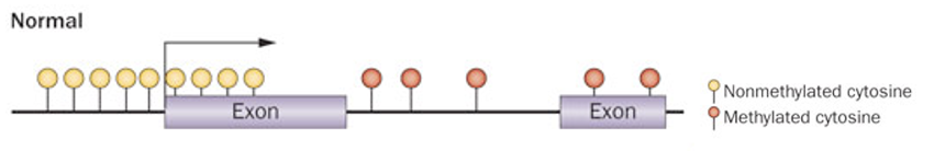 <p>Promoter - typically unmethylated, maintains a transcriptionally permissive state = gene exp</p><p>Gene body and distal regions - higher levels of methylation, stable &amp; healthy genomic organization</p>