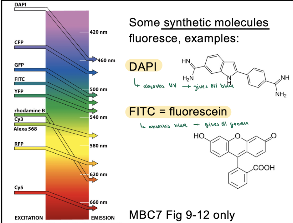 <p>ex. DAPI absorbs UV → give off blue</p><p>ex. FITC absorbs blue → gives off green </p>