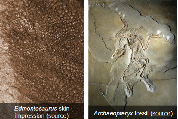 <p>● Through soft tissue impressions, we have learned that many dinosaurs were covered in <strong>scales </strong>while some dinosaurs were covered in <strong>feathers</strong>.</p>