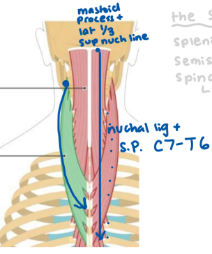 <p>dorsal rami spinal nerves</p>