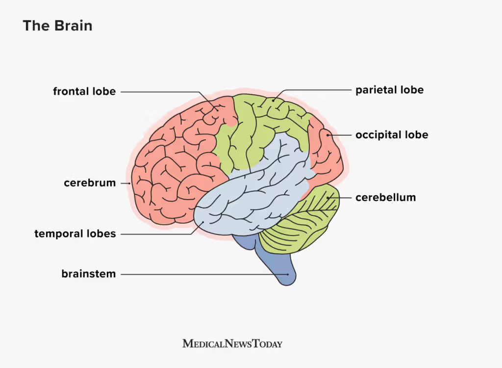 <p>Lobes of the cerebrum: <strong>Temporal Lobe</strong></p>