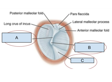 <p>Which structure is labeled C?</p>
