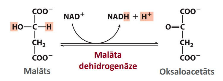 <p>Nosaukums: Spirta oksidēšana par ketonu un oksaloacetāta reģenerācija: Malāta dehidrogenāze</p><p>Substrāts: L-Malāts</p><p>Produkts: Oksaloacetāts</p><p>Enzīms: Malāta dehidrogenāze</p><p>Citas īpatnības: Endergoniska, ļoti NEizdevīga/atgrieziniska reakcija. Oksaloacetāta ir ļoti zema, pateicoties citrāta sintāzei.</p>
