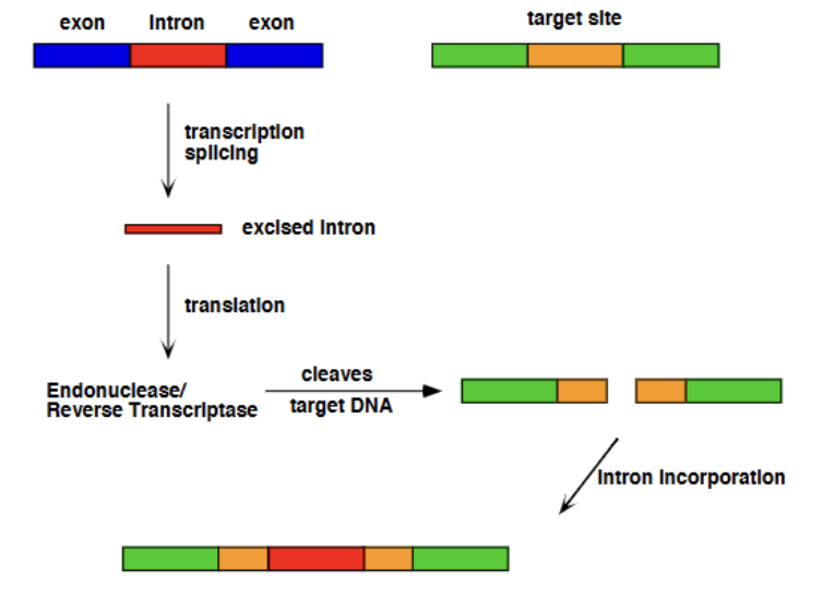 <p>Certain Group II introns contain ORF (open reading frames) for DNA endonculease and reverse transcriptase activity, allowing them to insert themselves into target DNA</p>