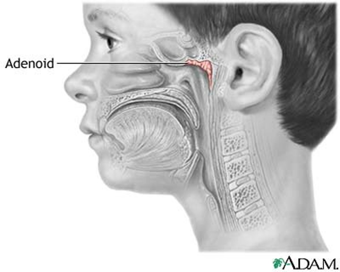 <p>mass of lymphatic tissue in the nasopharynx</p>