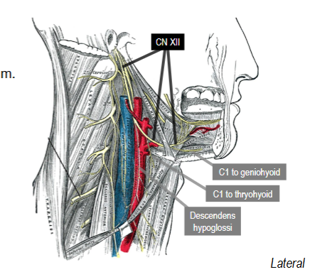 <p>- Crosses superficial to carotid arteries</p><p><span data-name="black_small_square" data-type="emoji">▪</span> Helps deliver C1 VPR fibers to ansa</p><p>cervicalis, thyrohyoid, and geniohyoid mm.</p><p><span data-name="black_small_square" data-type="emoji">▪</span> Passes deep to mylohyoid to innervate</p><p>tongue muscles</p>
