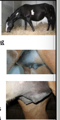 <p>clinical sign</p><ul><li><p>appetite change (variable)</p></li><li><p>body shape (variable)</p></li><li><p>ventral and hindlimb edema (variable)</p></li><li><p>Udder development (2-6 weeks)</p></li><li><p>Perineal relaxation (1-3 233kw)</p></li><li><p>Engorgement of teat ends (1wk)</p></li><li><p>Waxing (1-3 days)</p></li><li><p>Waxing (1-3 days)</p></li><li><p>Vulvar elongation (0-1 days)</p></li></ul><p></p>