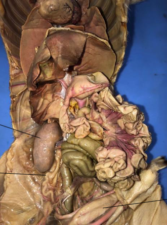 <p>Where are the ureters and what do they do</p>