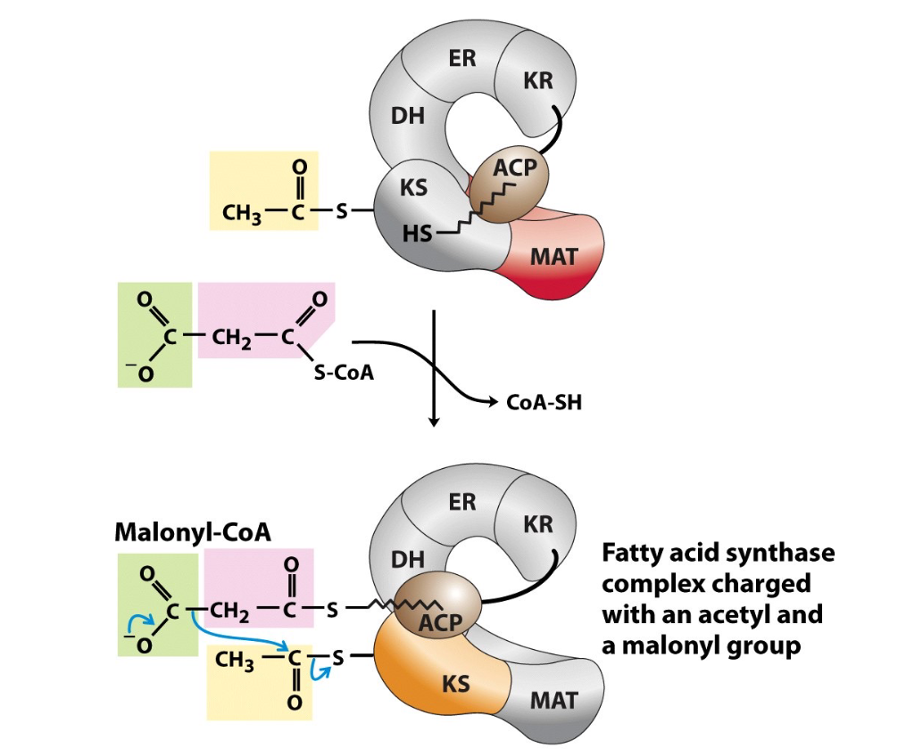 <p>MAT (Malonyl/Acetyl CoA ACP transferase) domain transfers Acetyl from Acetyl CoA to ACP, ACP transfers Acetyl to KS domain </p><p>MAT transfers Malonyl from Malonyl CoA onto ACP </p>