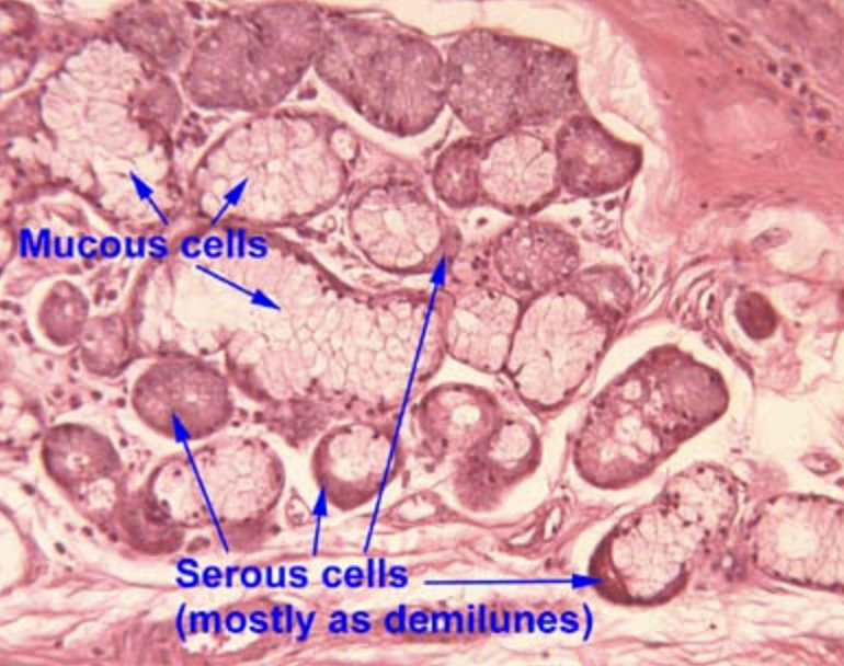 <p>Mucus (goblet) cells </p>