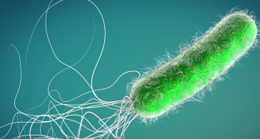 <p>8 pseudomonas aeruginosa fax</p>