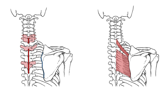 <p>Rhomboid Major &amp; Minor actions</p>