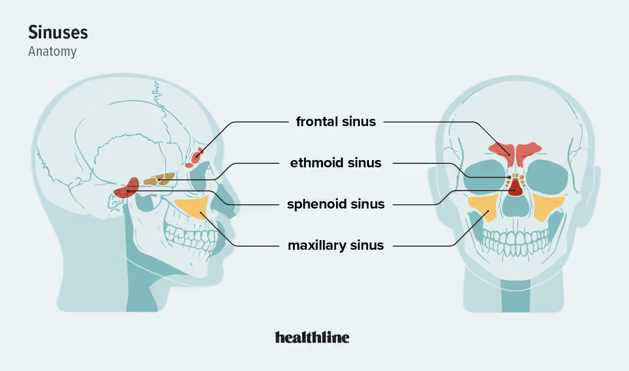 <p>maxillary, frontal, sphenoid, ethmoid </p>