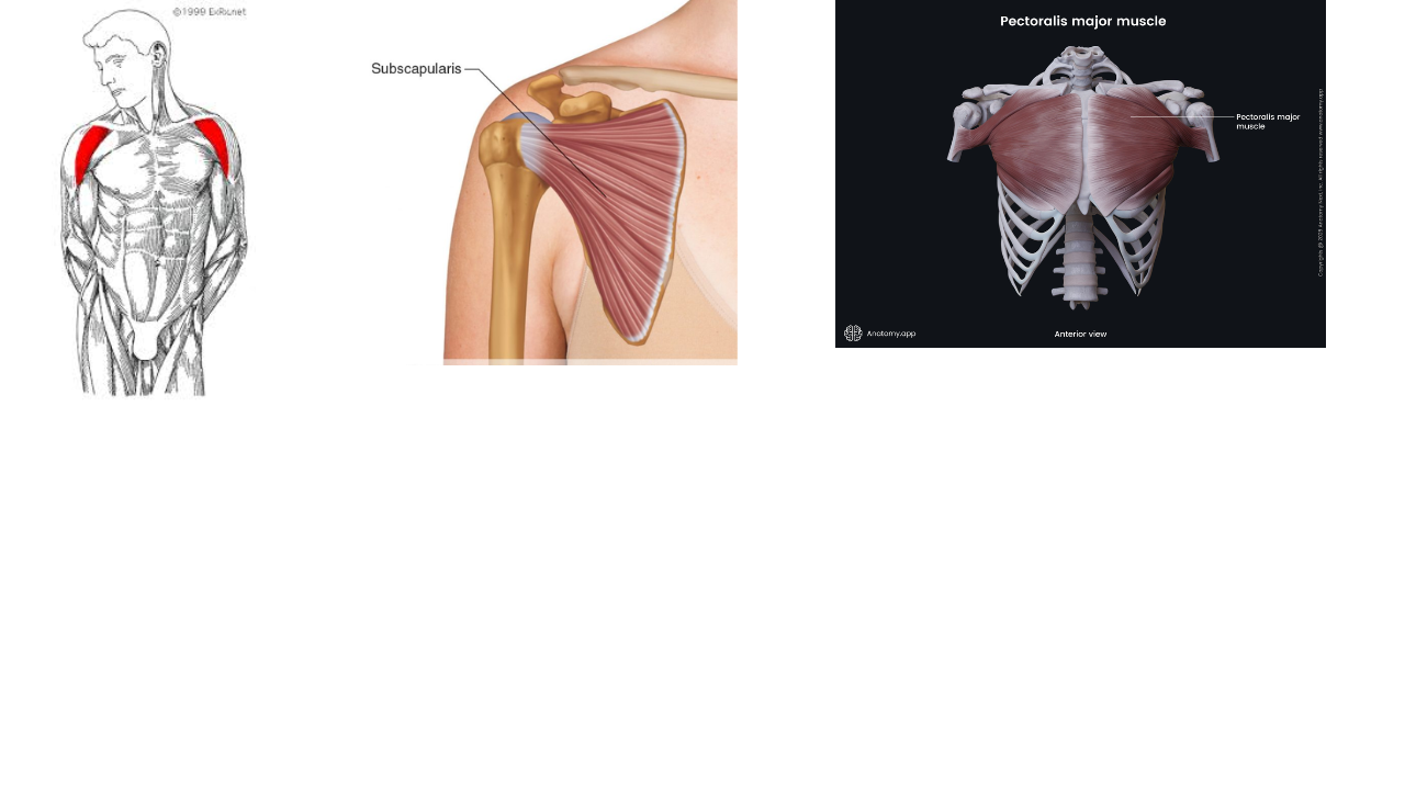 <p>Anterior Deltoid, Subscapularis, Pectoralis Major</p>