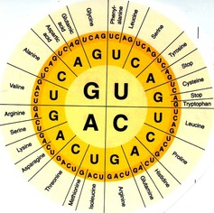 <p>What is the amino acid for the following?</p><p>AAG</p>