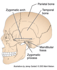 <p>2 bones</p>