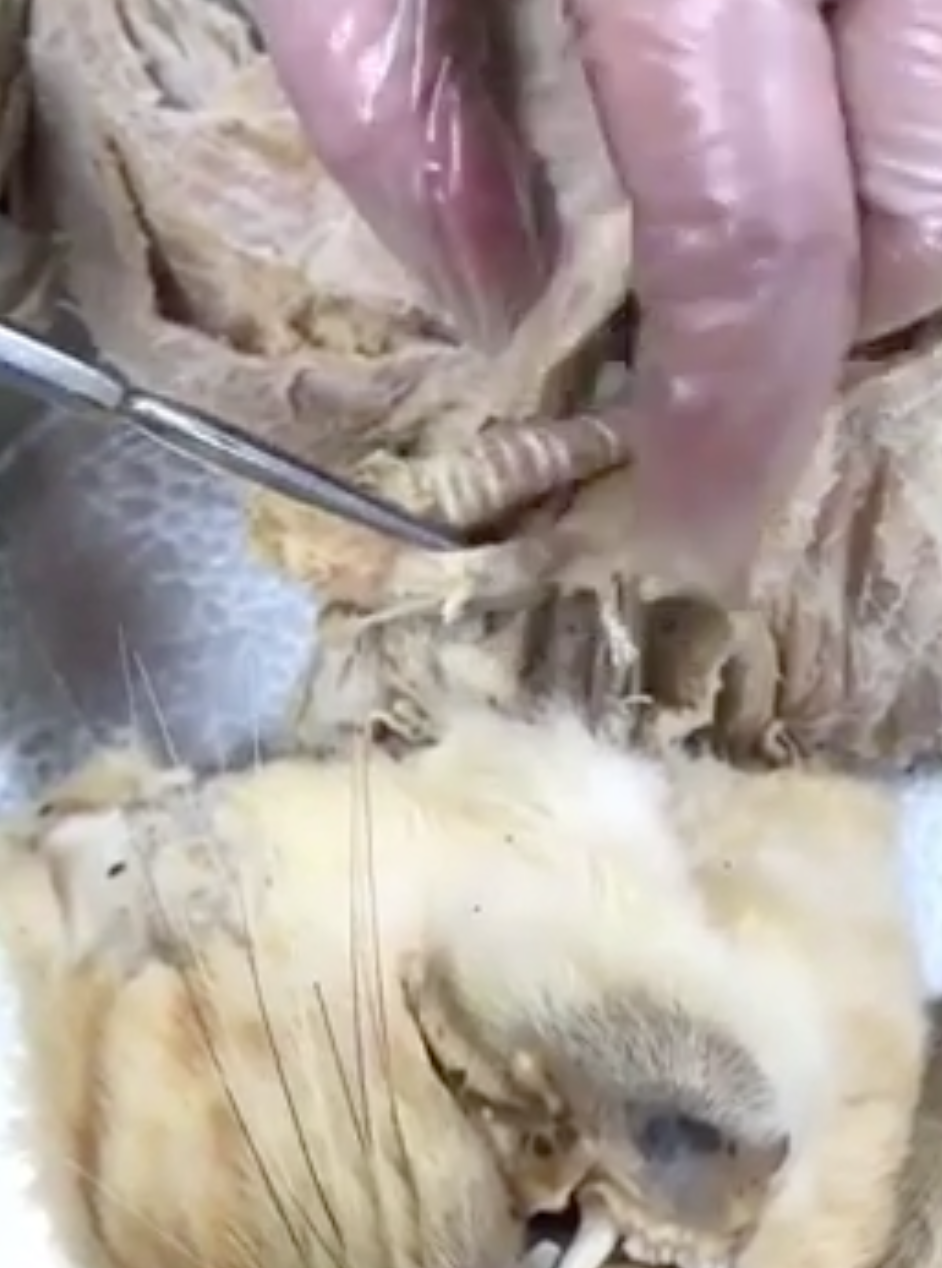<p>what is the structure behind the trachea that prong is pointing to</p>
