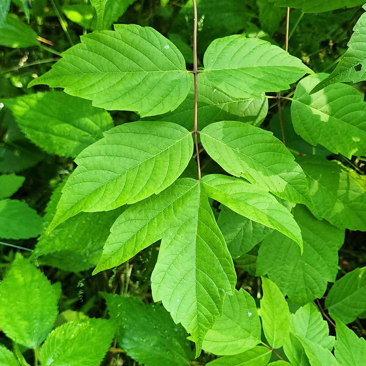 <p>Acer negundo </p>